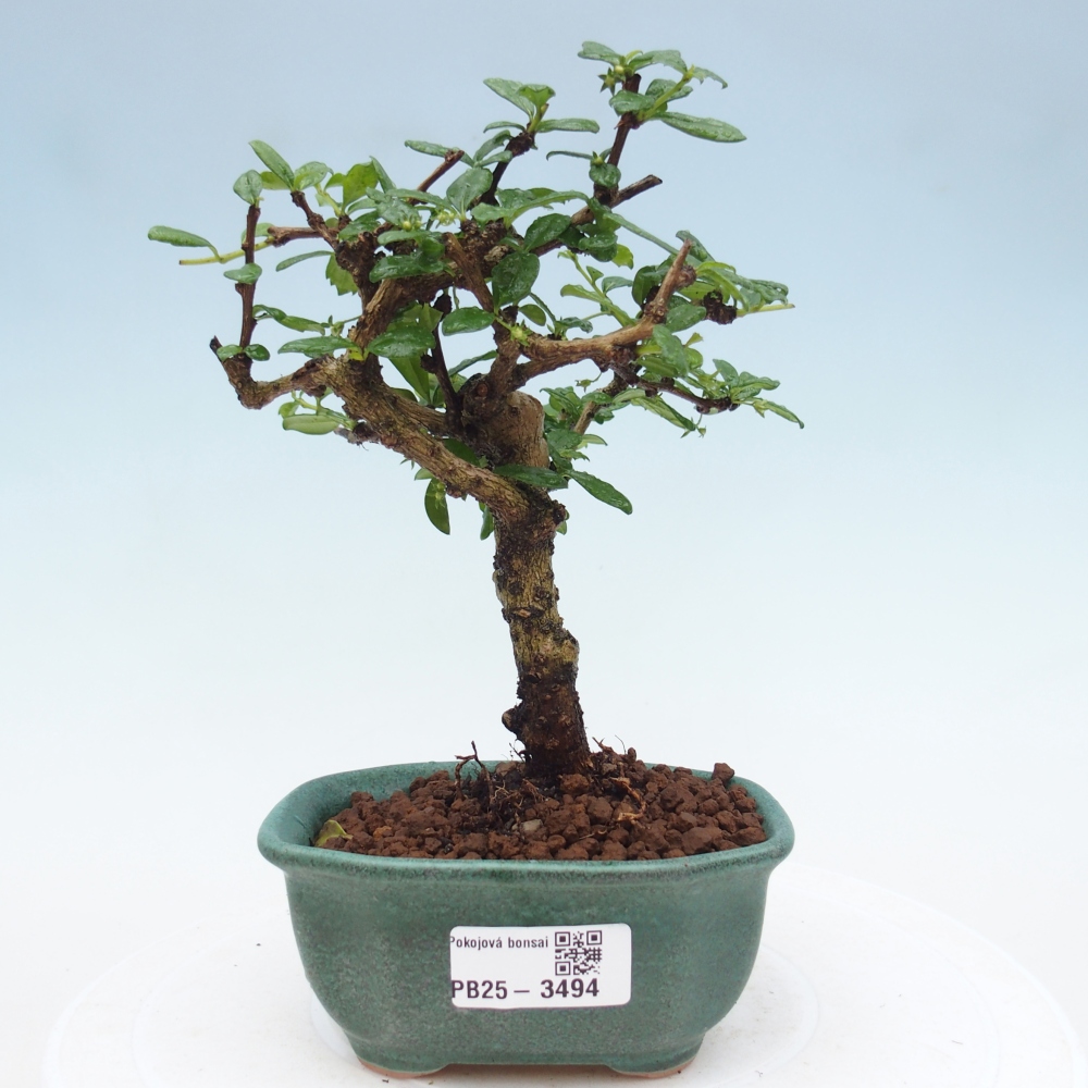 Szobai bonsai - Carmona macrophylla - Tea fuki