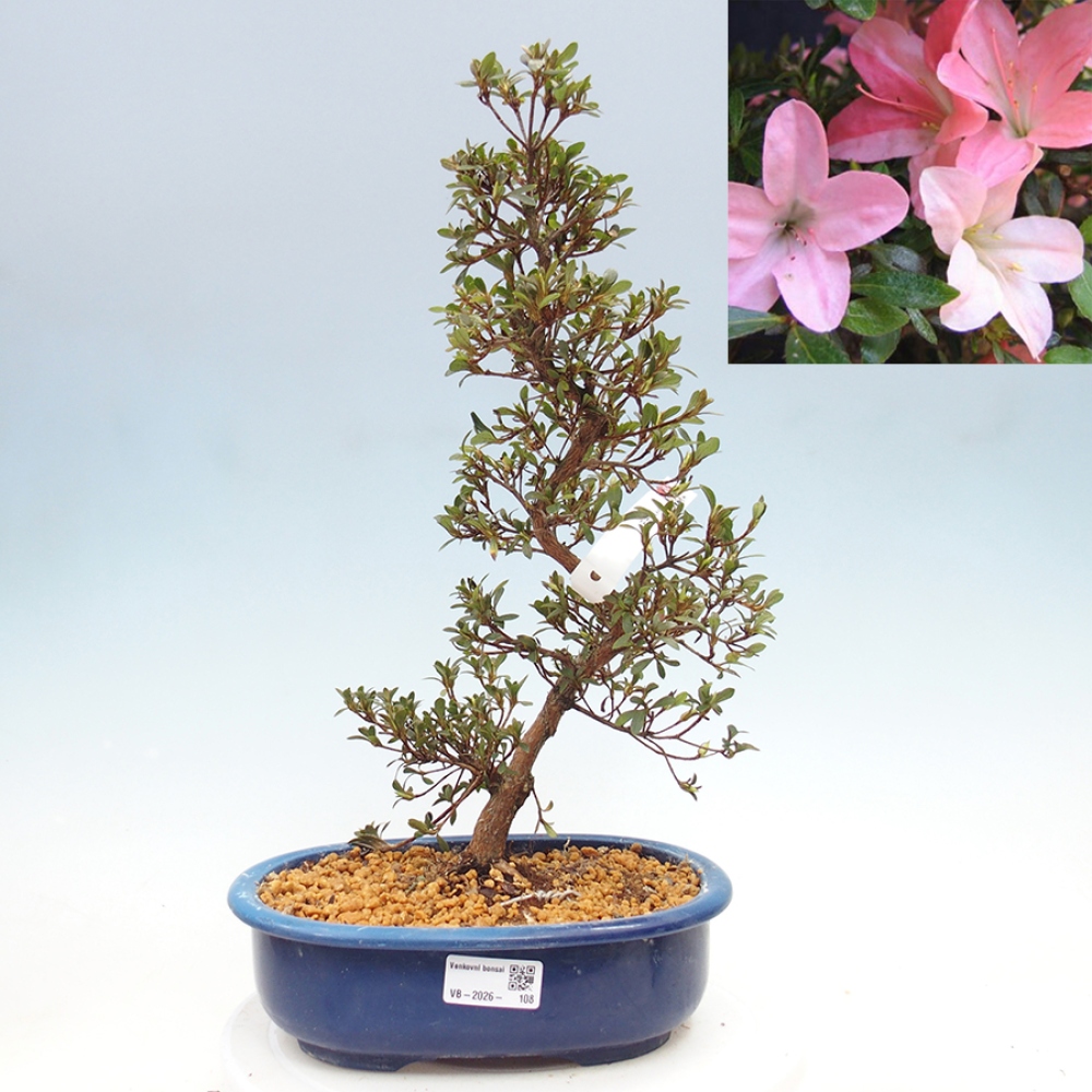 Kültéri bonsai - Japán azálea - Azalea Nikko