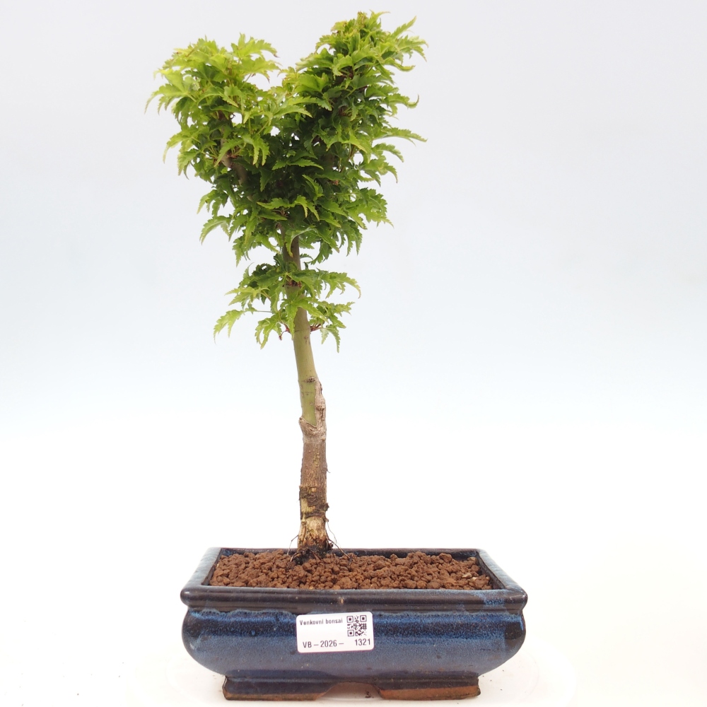 Kültéri bonsai -Javor pálma Acer palmatum Shishigashira
