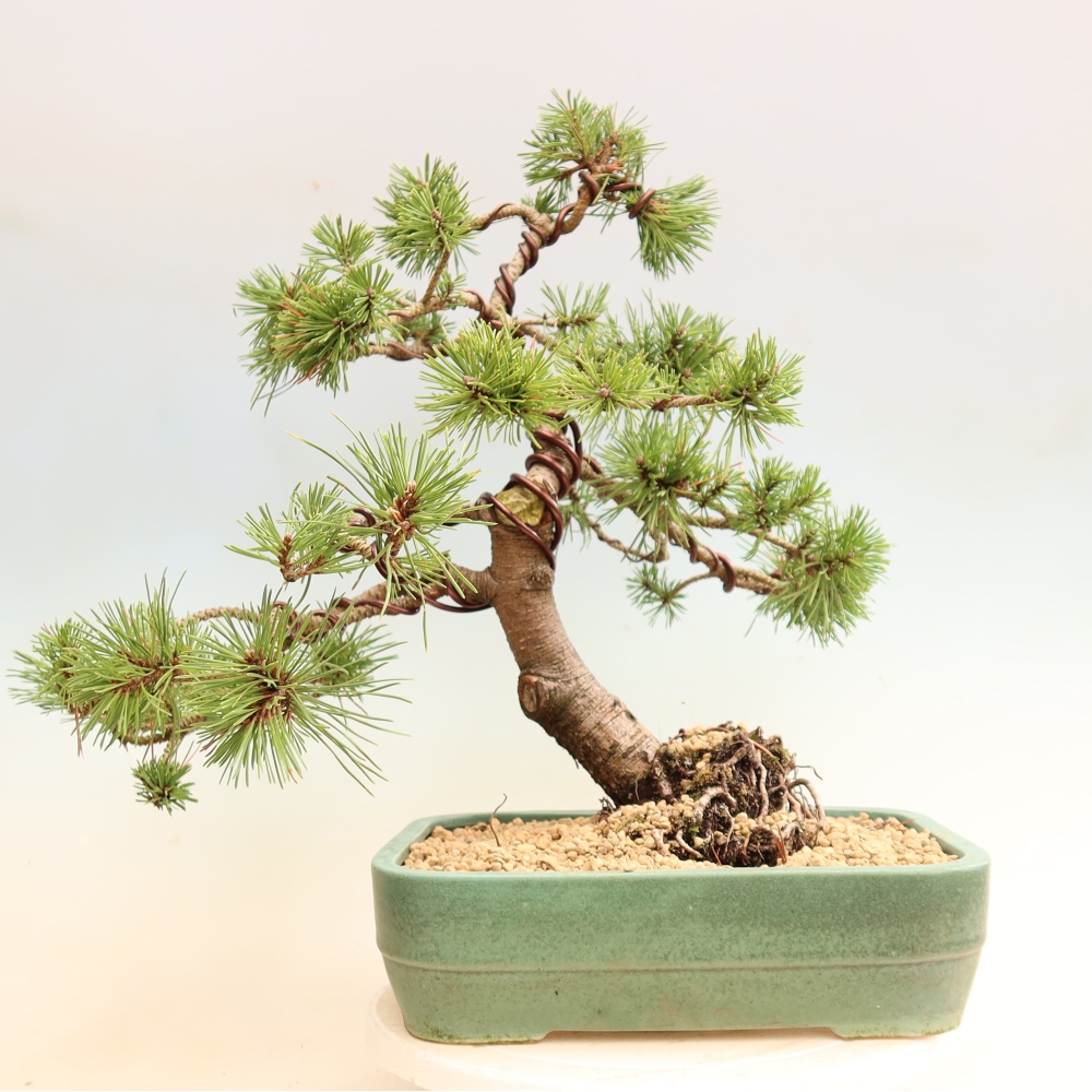 Kültéri bonsai – Pinus mugo Humpy – Törpefenyő