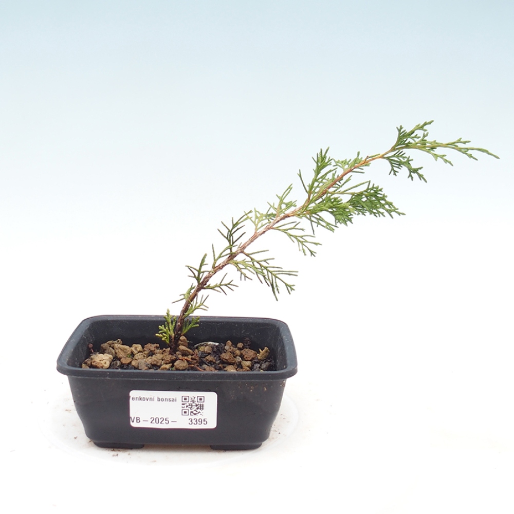 Kültéri bonsai - Juniperus chinensis Itoigawa