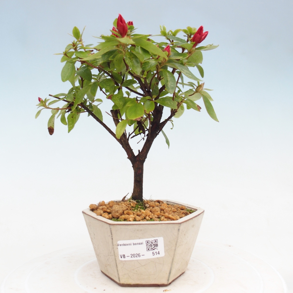 Kültéri bonsai - japán azálea - Azalea sp.