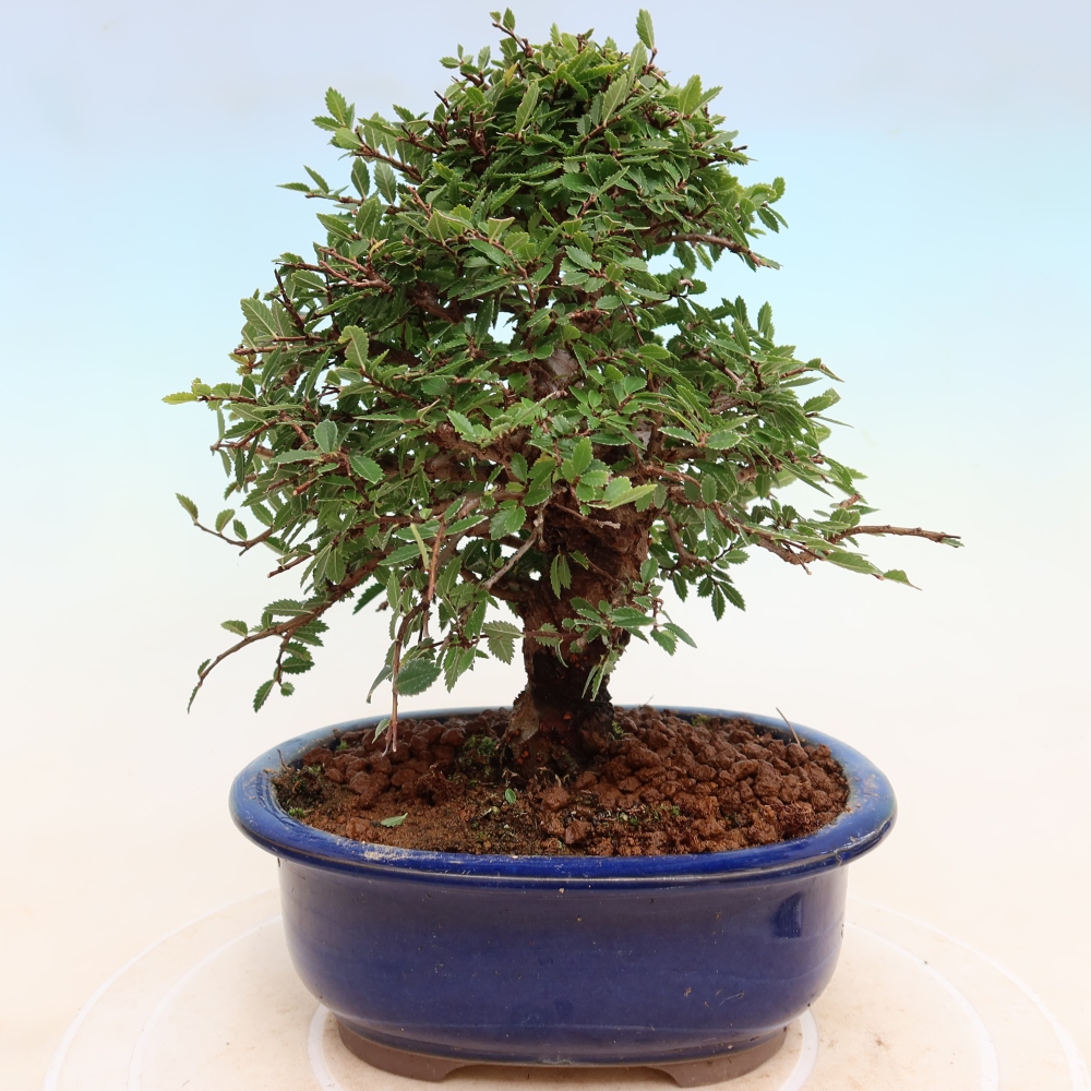 Kültéri bonsai - Zelkova - Zelkova NIRE