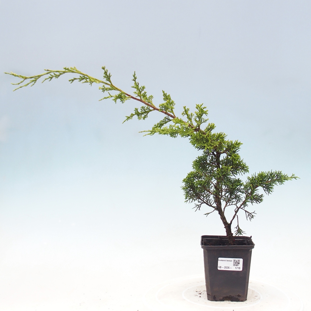Kültéri bonsai - Juniperus chinensis Itoigawa