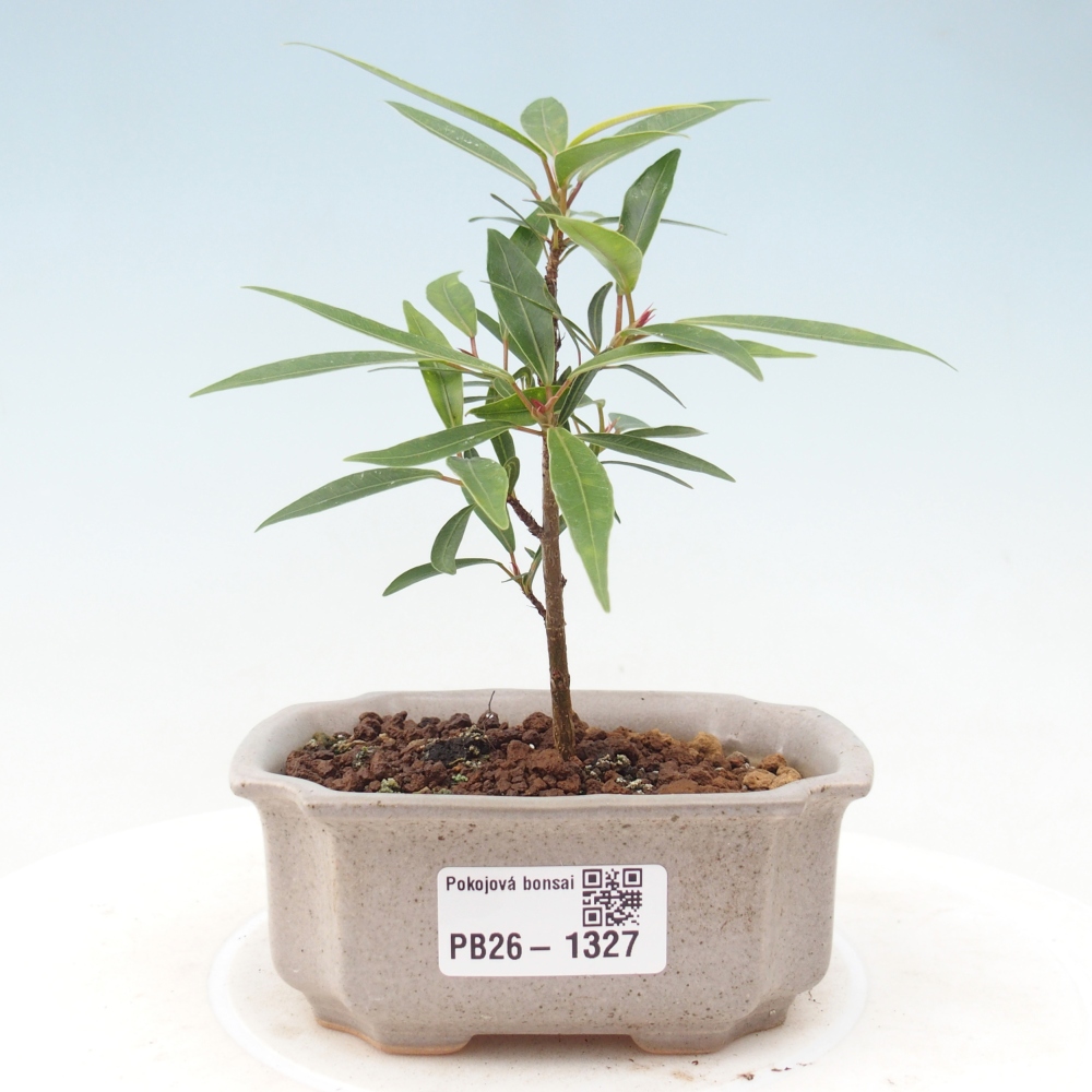 Szobai bonsai - Ficus nerifolia - kislevelű fikusz