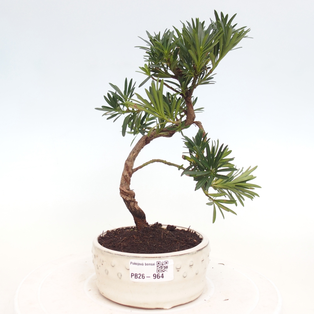 Szobai bonsai - Podocarpus - Kőtiszafa