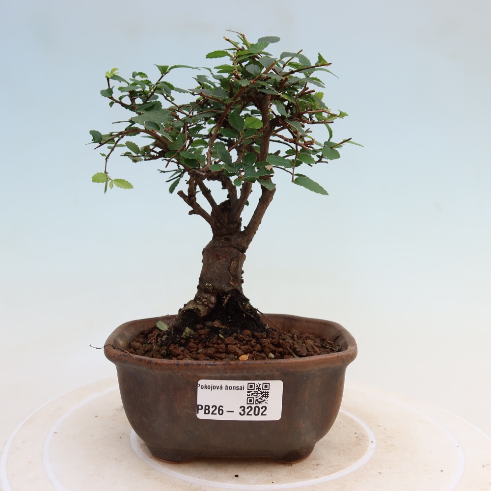 Szobai bonsai - Ulmus parvifolia - Kislevelű szilfa