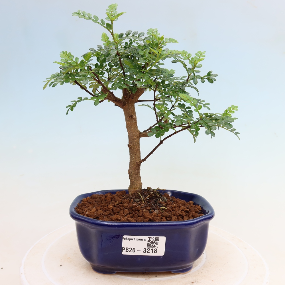 Szobai bonsai - Zantoxylum piperitum - borsfa