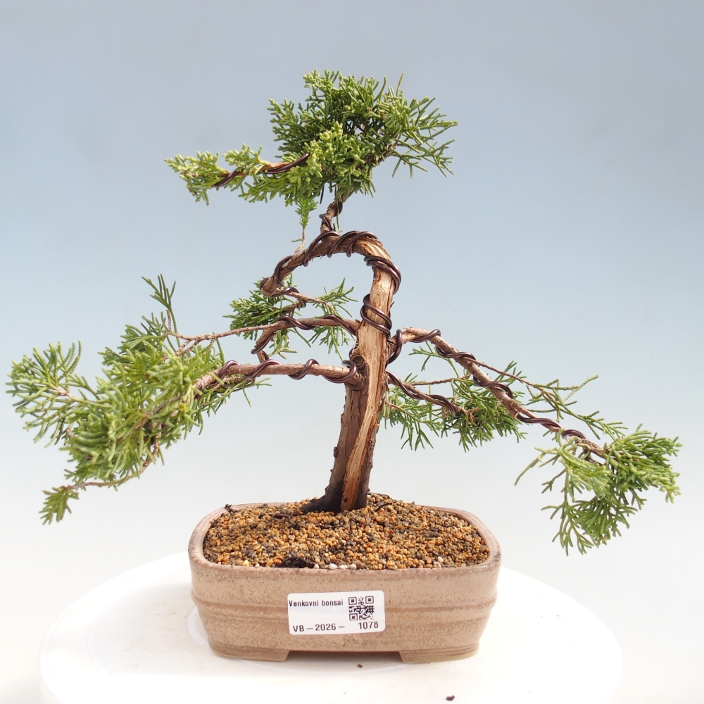 Kültéri bonsai - Juniperus chinensis Kishu