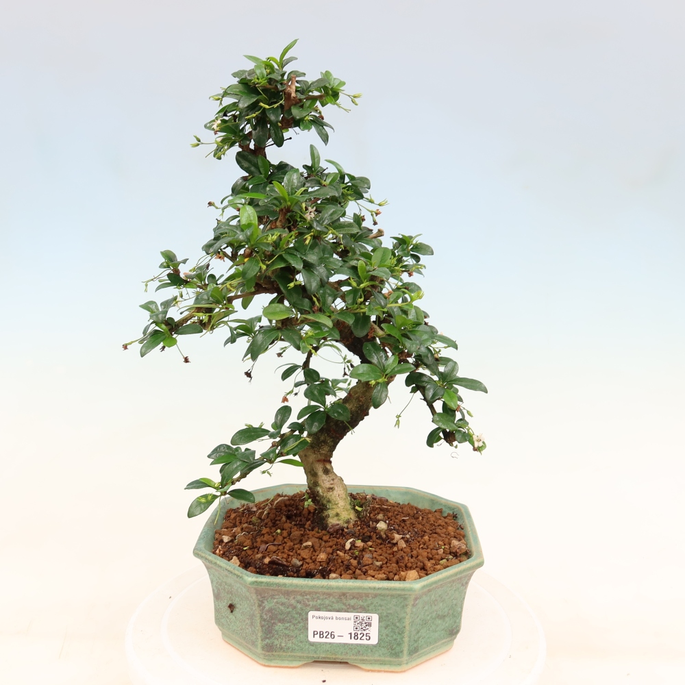 Szobai bonsai - Carmona macrophylla - Tea fuki
