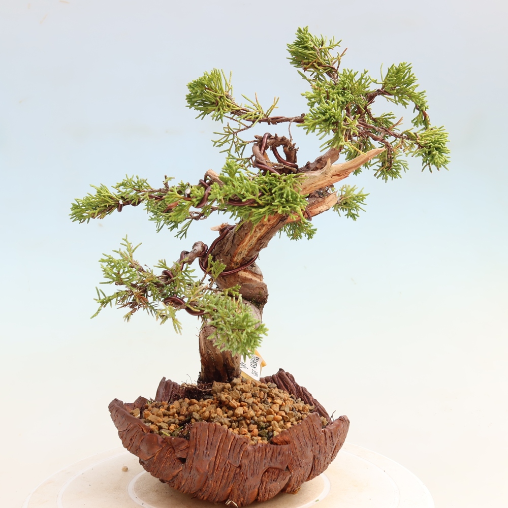 Kültéri bonsai - Juniperus chinensis Itoigawa-Juniperus chinensis