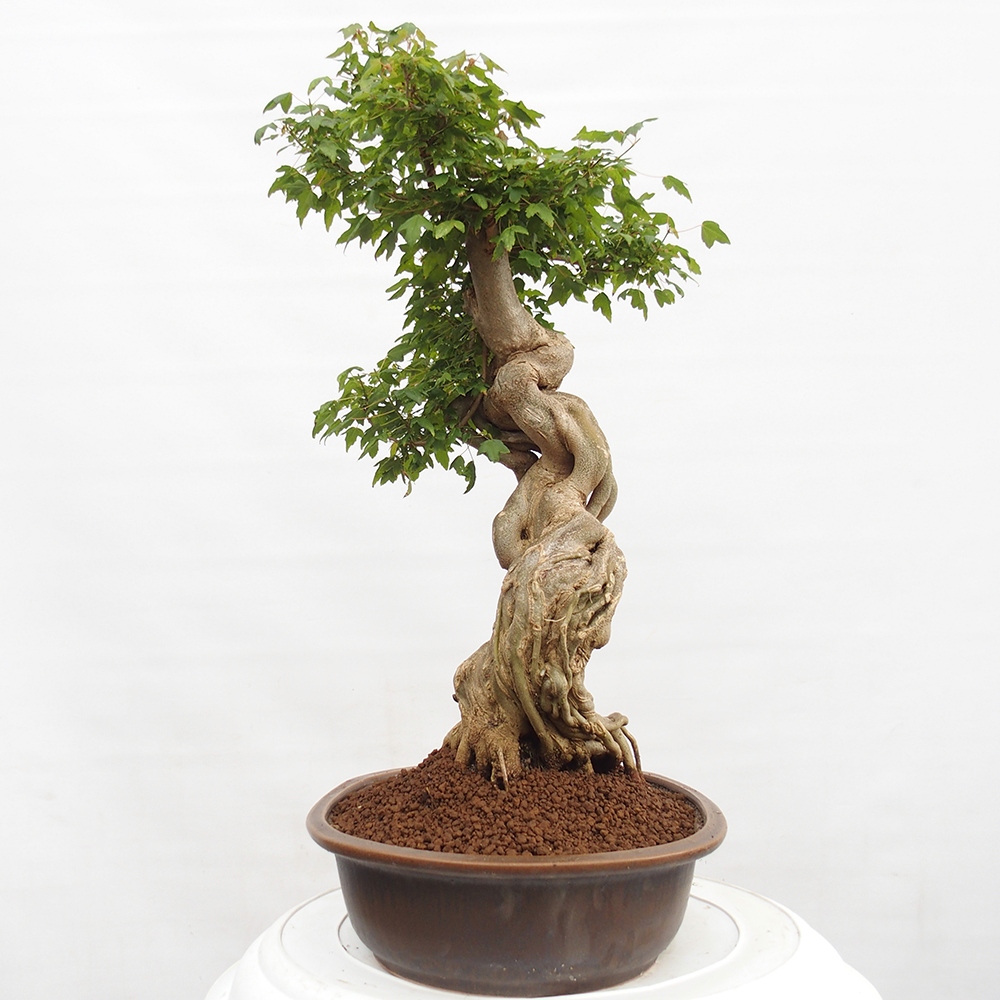 Kültéri bonsai - Acer Buergerianum - Burger juhar