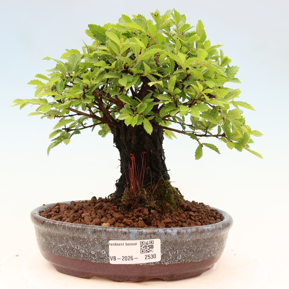 Kültéri bonsai - Zelkova - Zelkova NIRE