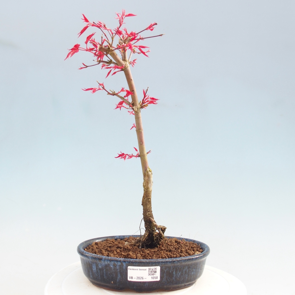 Kültéri bonsai - Acer palmatum DESHOJO