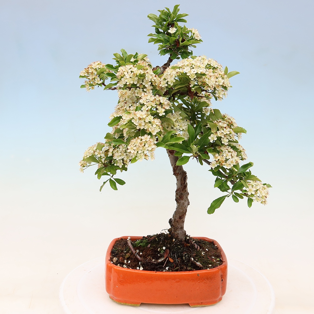 Kültéri bonsai – Pyracantha teton – Skarlátvörös tűzcserje