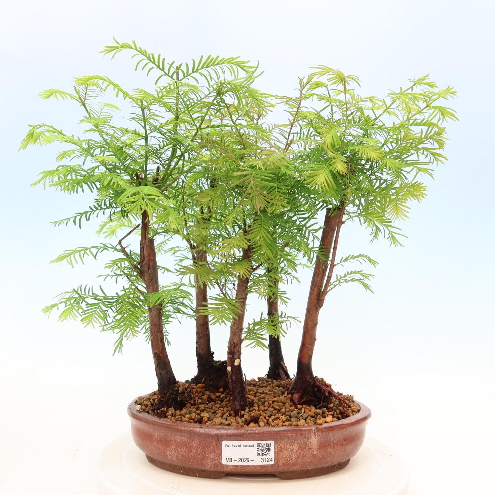 Kültéri bonsai – Metasequoia glyptostroboides – kínai metasequoia – kis erdő