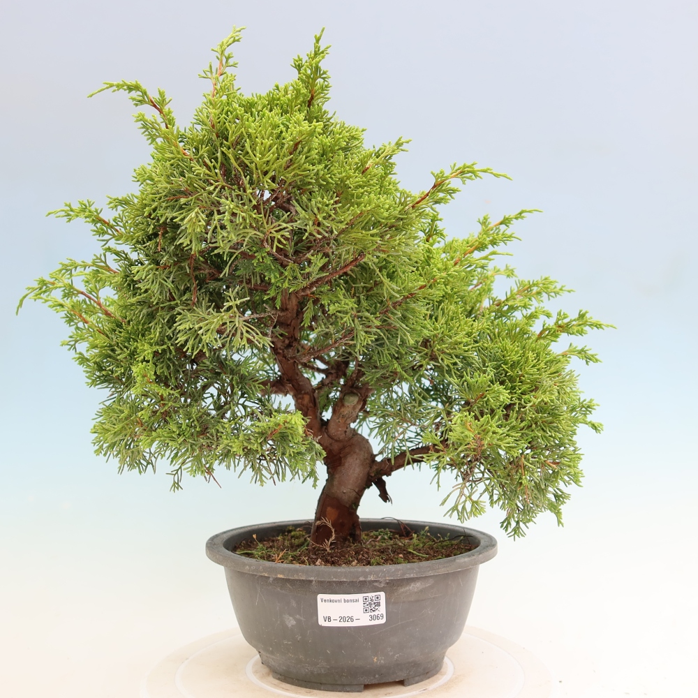 Kültéri bonsai - Juniperus chinensis Itoigawa-Juniperus chinensis