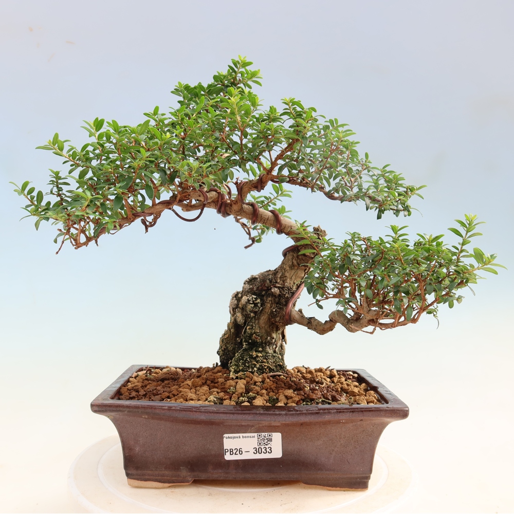 Szobai bonsai - Myrtus communis - Mirtus communis - Mirtusz