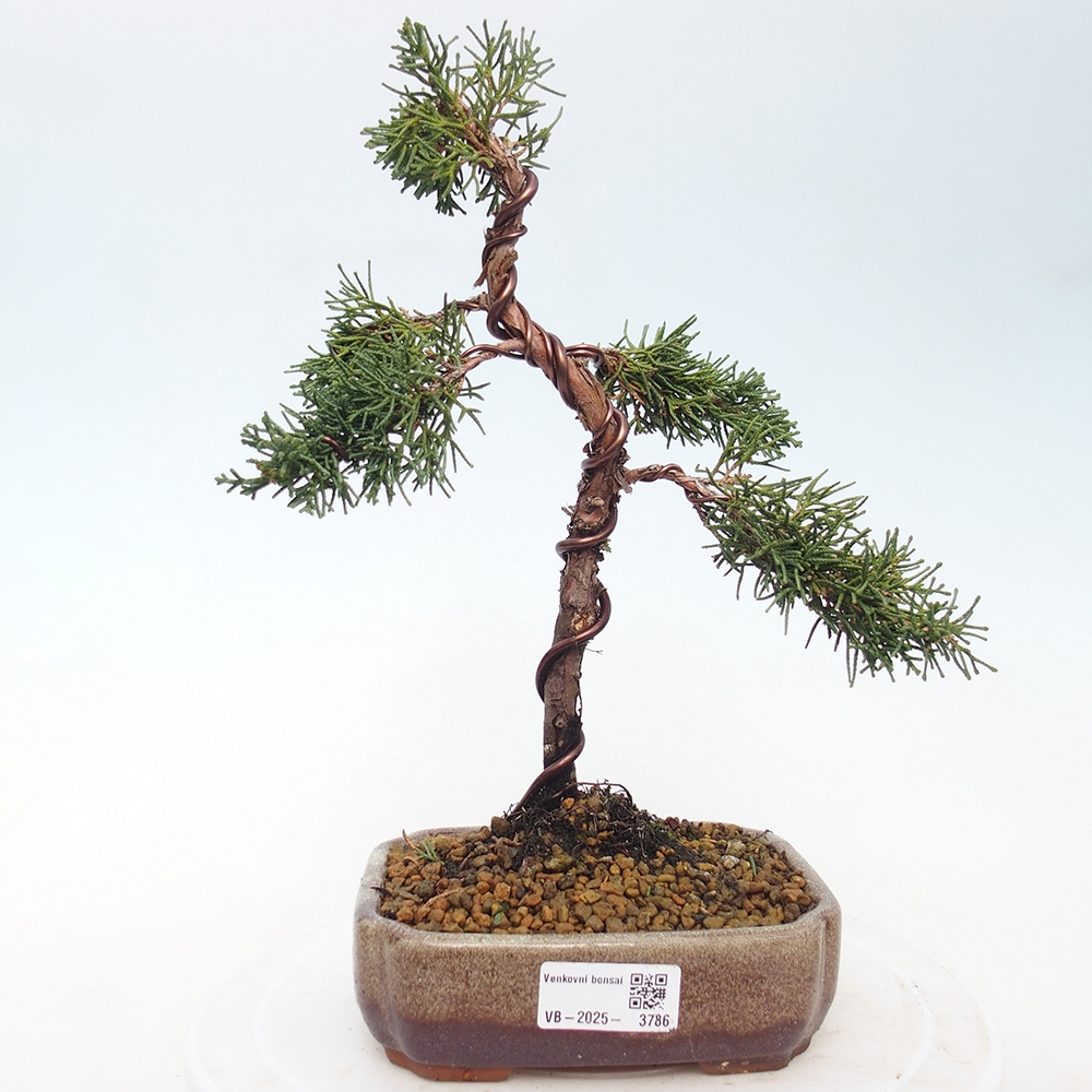 Kültéri bonsai - Juniperus chinensis Kishu