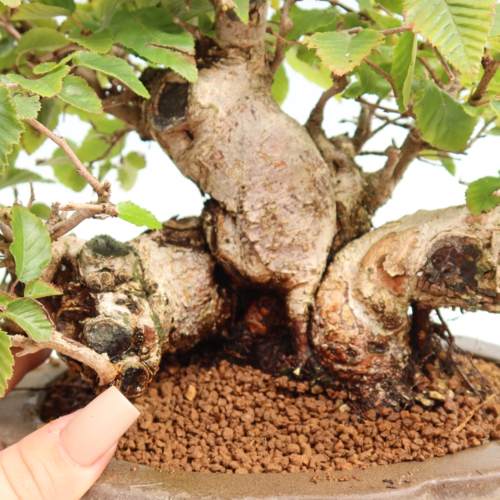 Kültéri bonsai -Carpinus CARPINOIDES - Koreai gyertyánfa