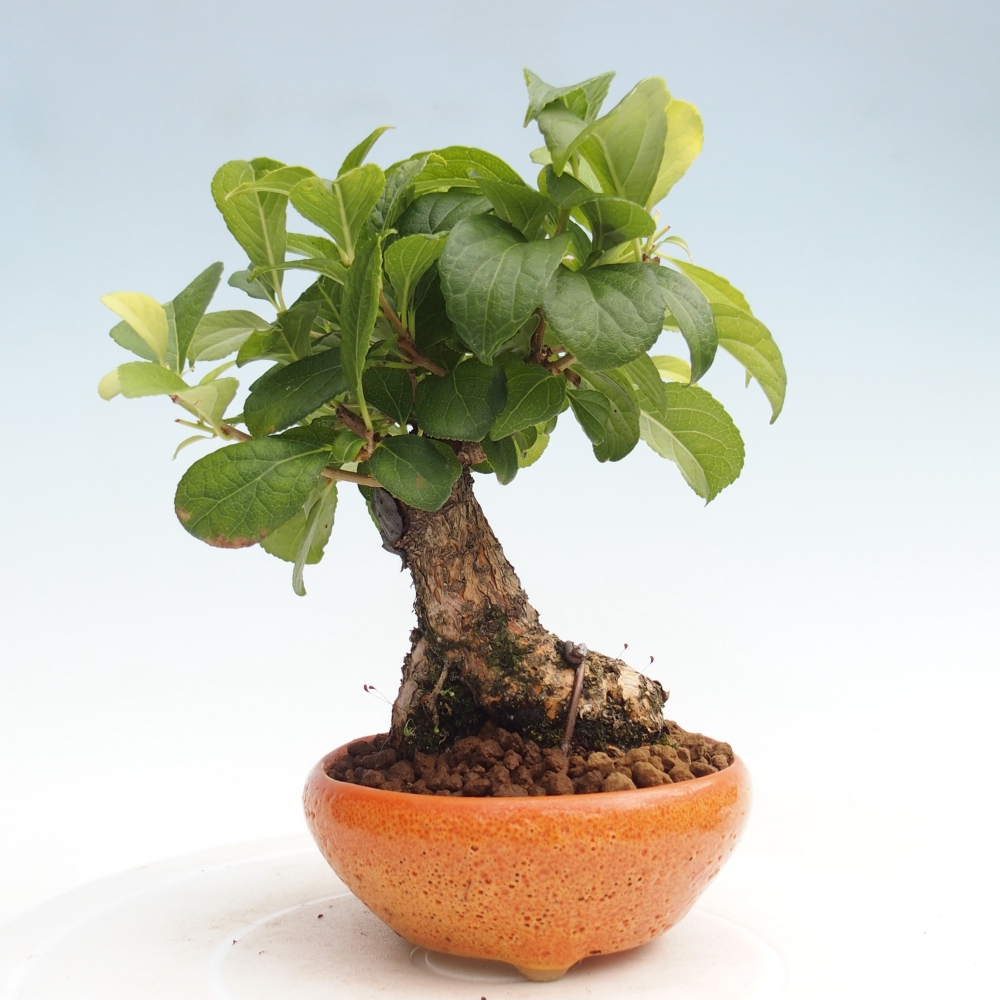 Kültéri bonsai - Celastrus orbiculatus