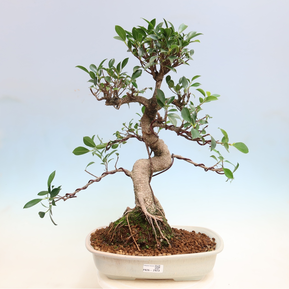 Szobai bonsai - Ficus kimmen - kislevelű fikusz