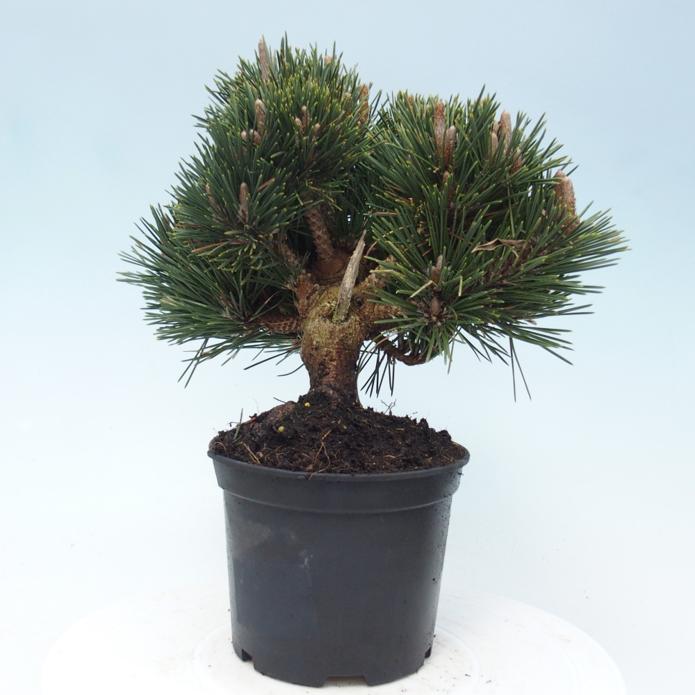 Kültéri bonsai - Pinus thunbergii senjyumaru - Thunberg fenyő