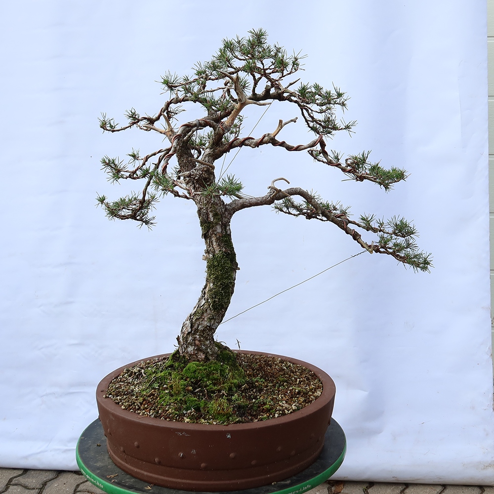 Pinus sylvestris Spanyolország – erdei fenyő