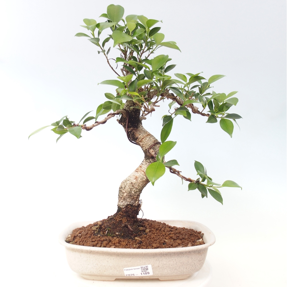 Szobai bonsai - Ficus kimmen - kislevelű fikusz