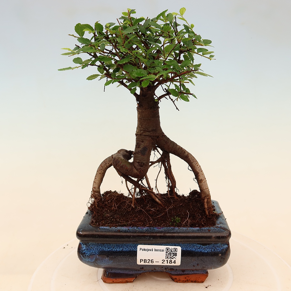 Szobai bonsai - Ulmus parvifolia - Kislevelű szilfa