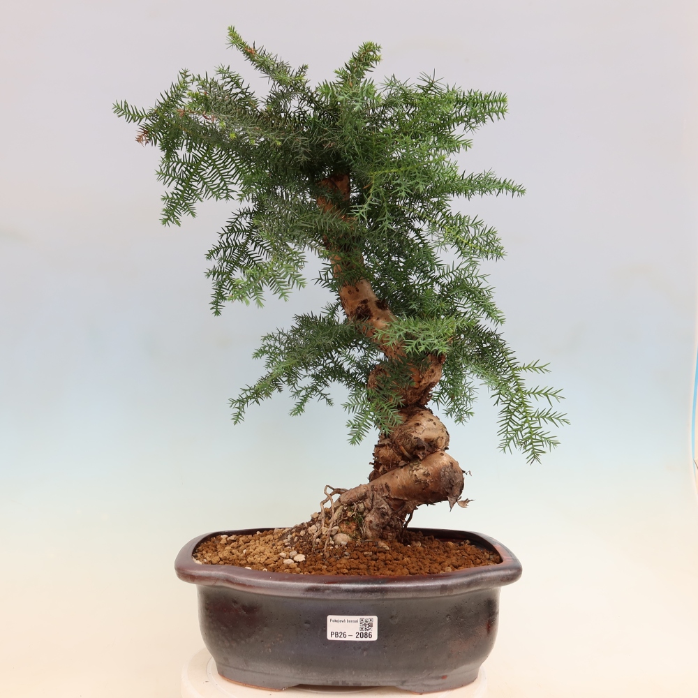 Szobai bonsai - Araucaria - szobai lucfenyő