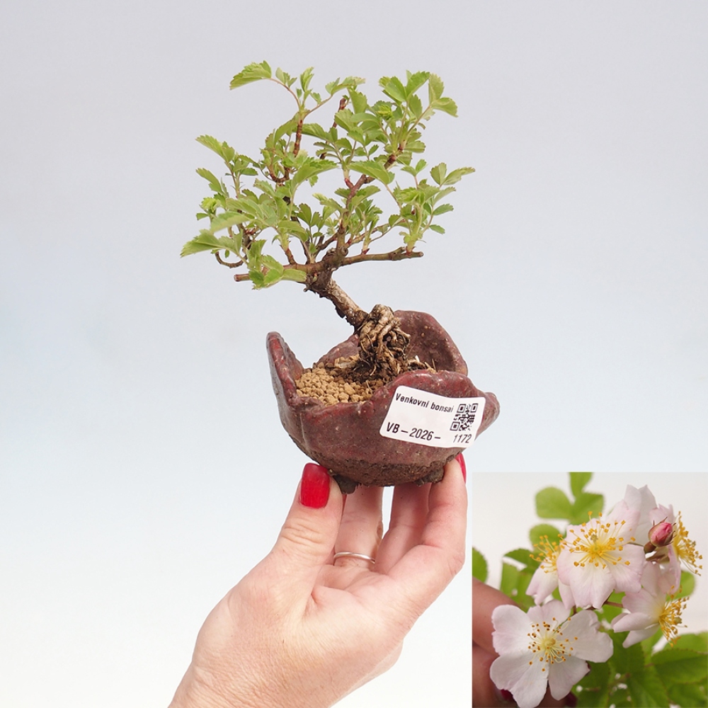 Kültéri bonsai - Rosa sp. - kisvirágú rózsa