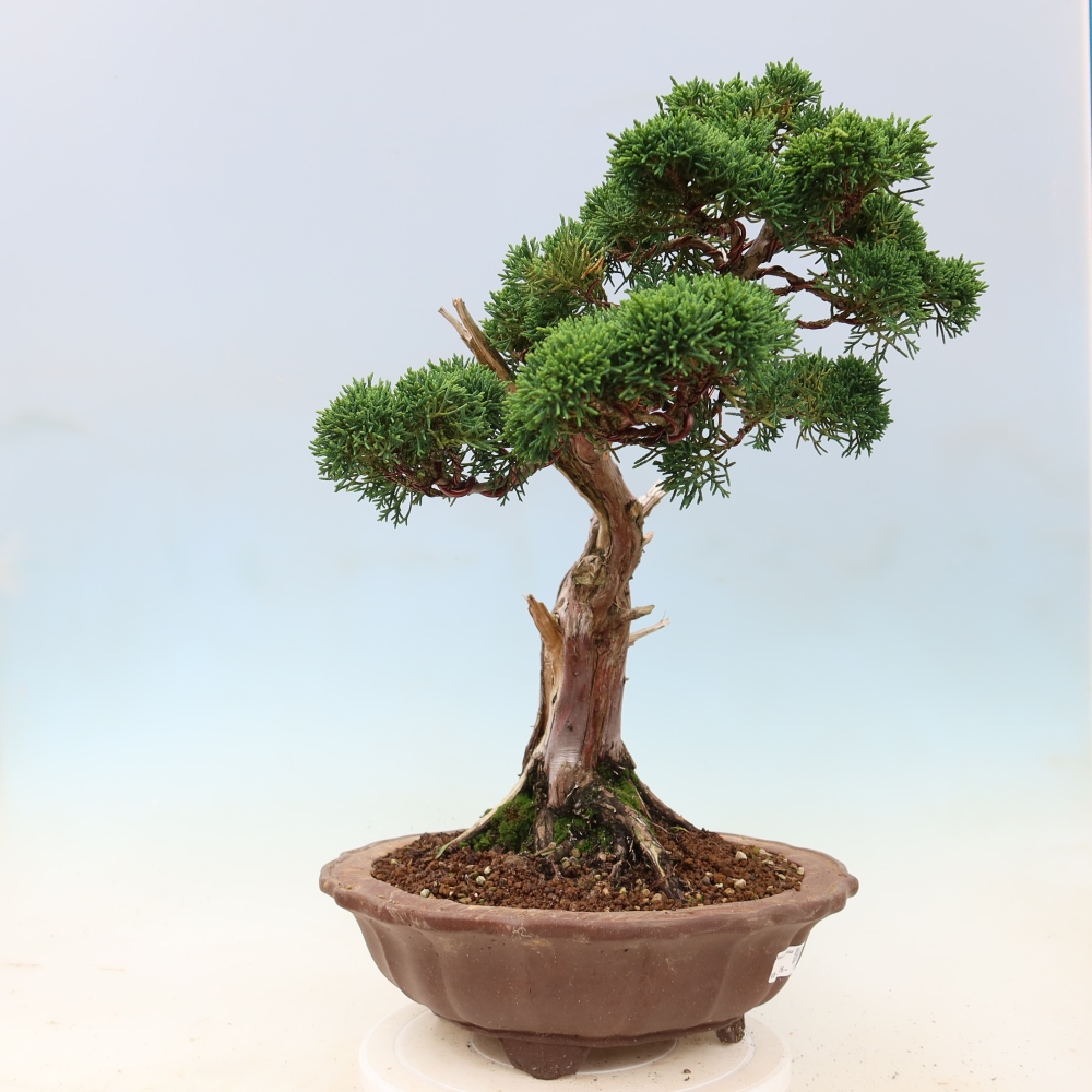 Kültéri bonsai - Juniperus chinensis Kishu