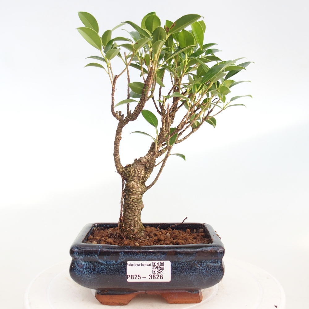 Szobai bonsai - Ficus retusa - kislevelű fikusz
