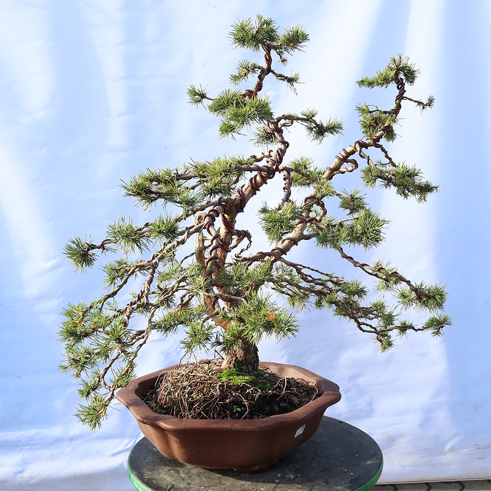 Pinus sylvestris Spanyolország – erdei fenyő