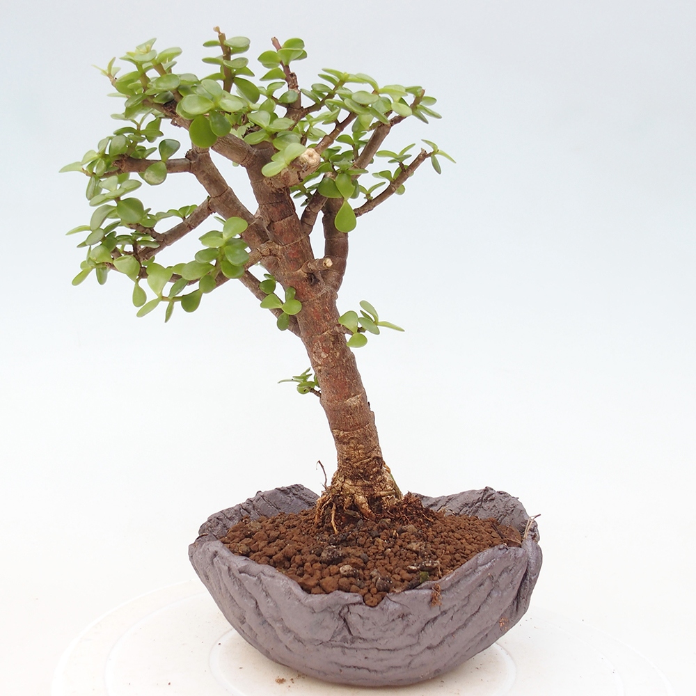 Szoba bonsai - Portulakaria Afra - Tlustice