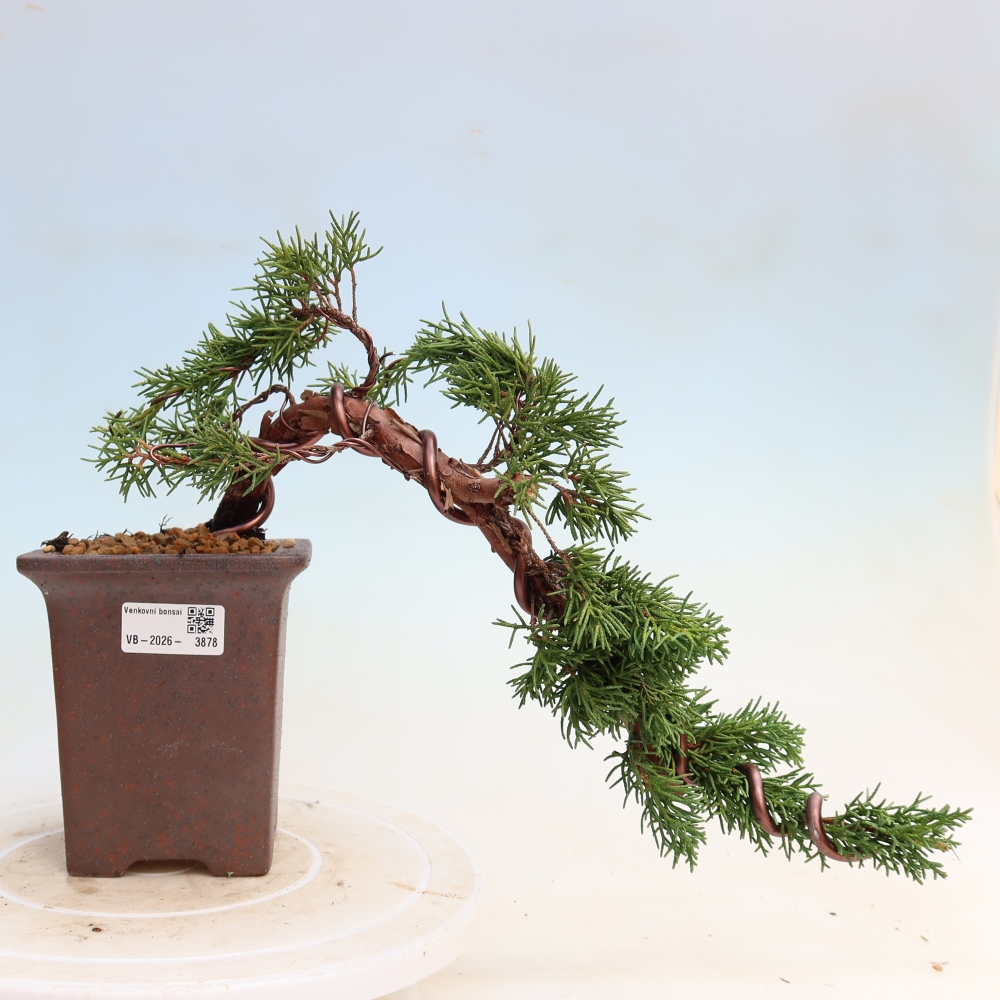 Kültéri bonsai - Juniperus chinensis Kishu