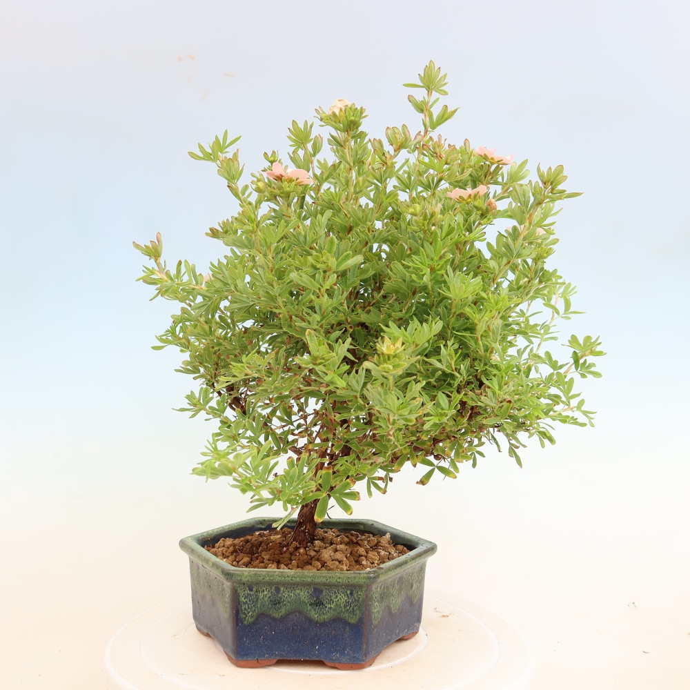 Kültéri bonsai – Cserjés potentilla – Potentila fruticosa Bellissima