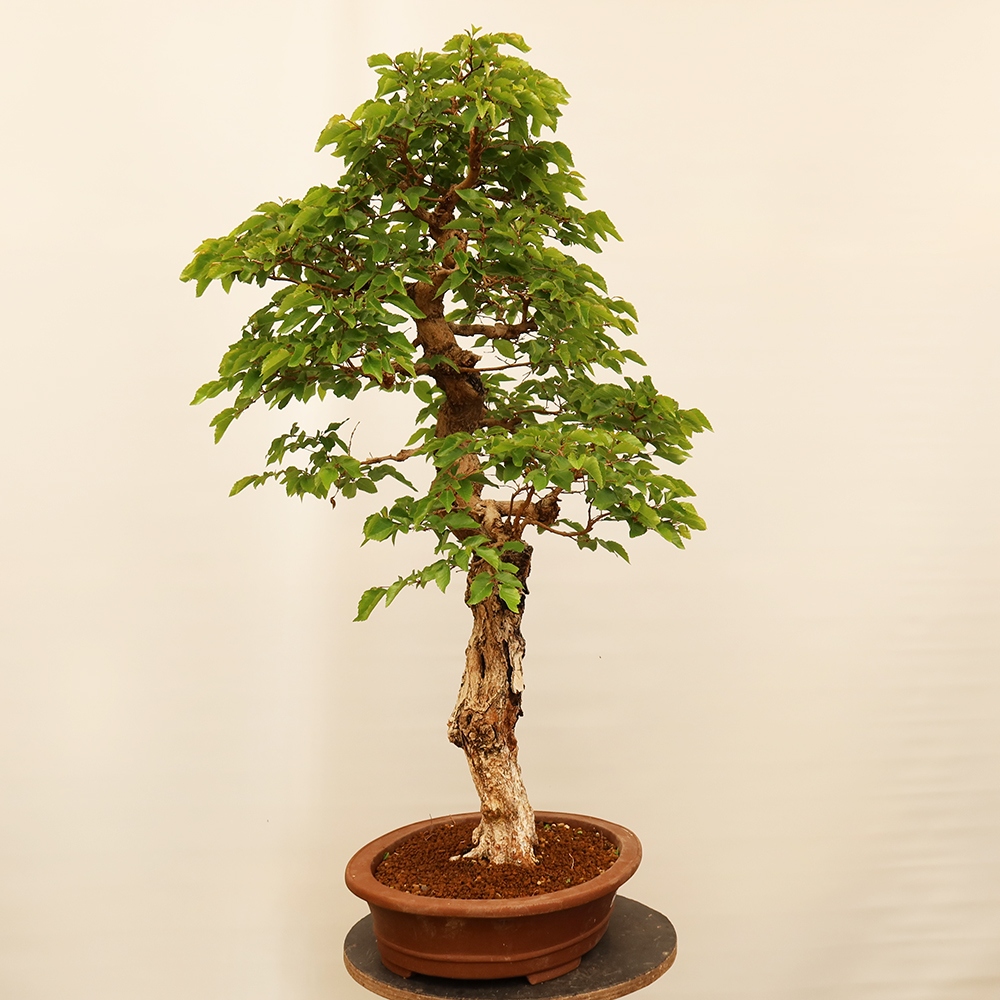 Kültéri bonsai -Carpinus Coreana - Koreai gyertyánfa