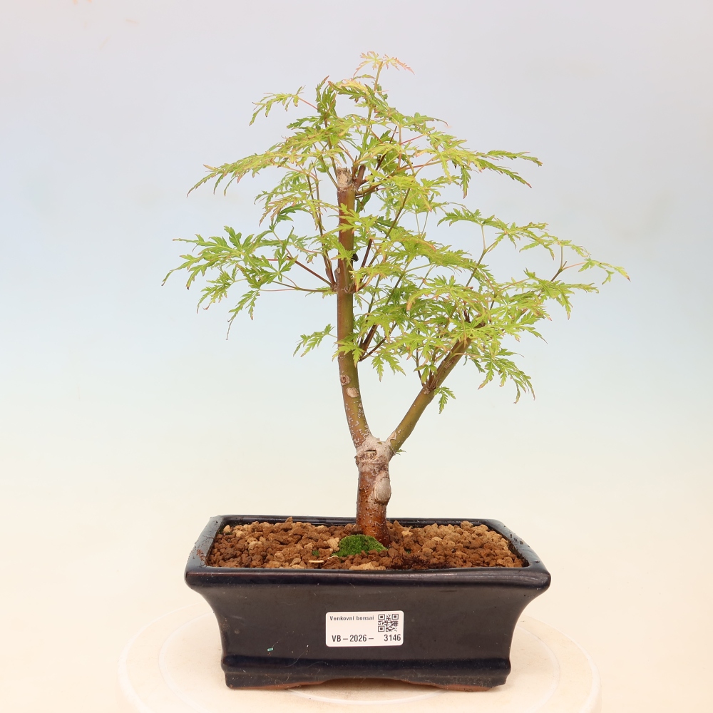 Kültéri bonsai - Acer palmatum Dissectum