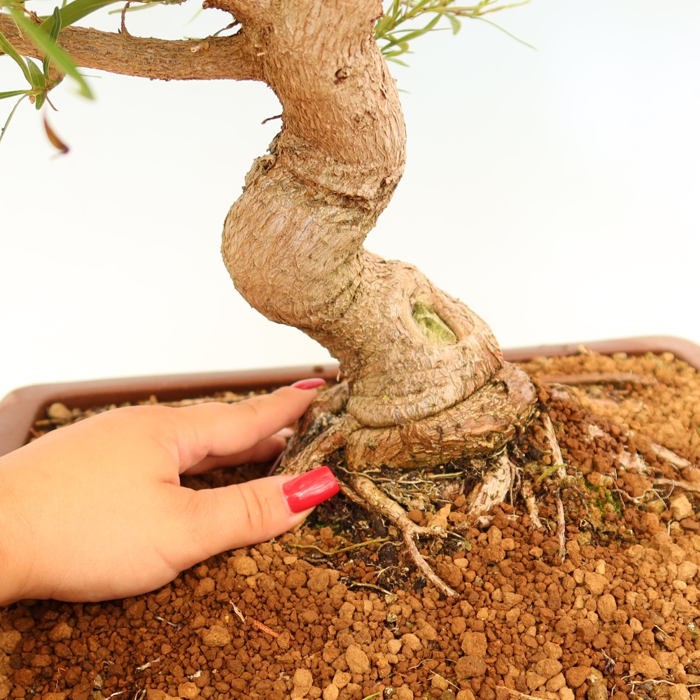 Szobai bonsai - Ficus nerifolia - kislevelű fikusz