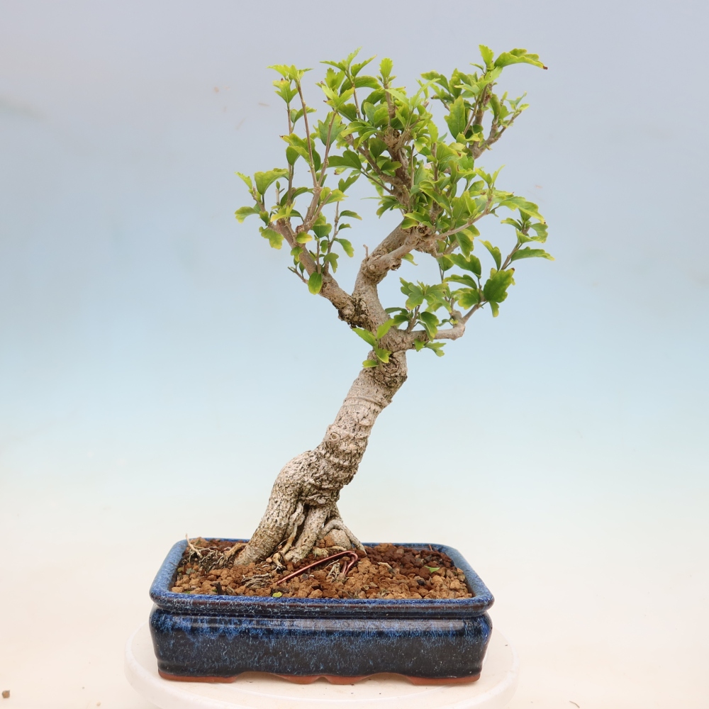 Kültéri bonsai – Hibiscus syriacus – Szíriai ibiskusz