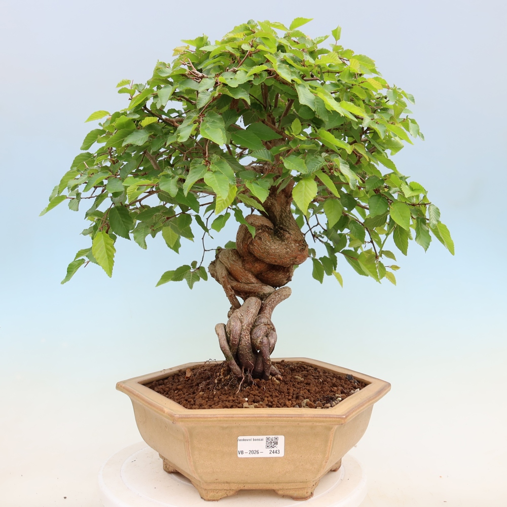 Kültéri bonsai -Carpinus Coreana - Koreai gyertyánfa