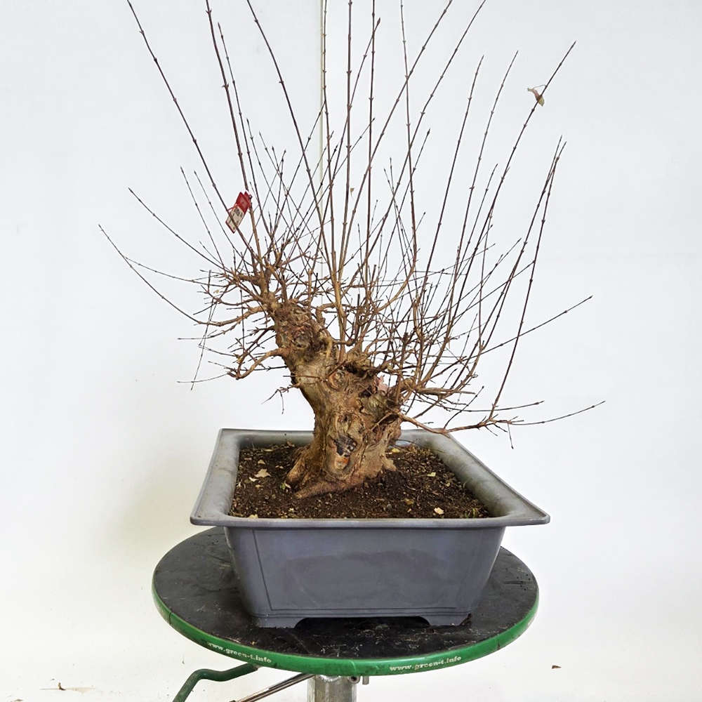 Kültéri bonsai juhar Burger - Acer Burgeriana