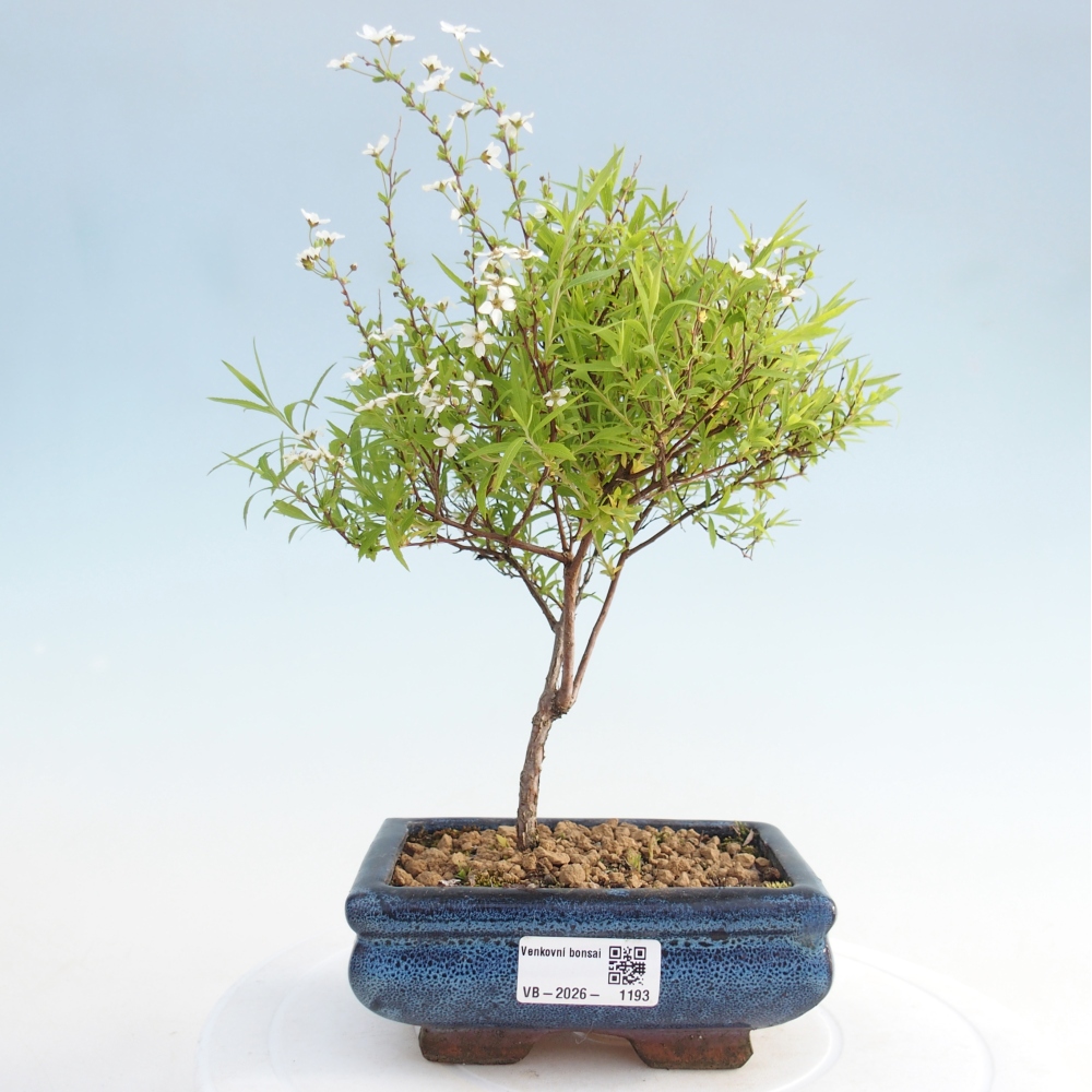 Kültéri bonsai - kislevelű platán - Spirea japonica
