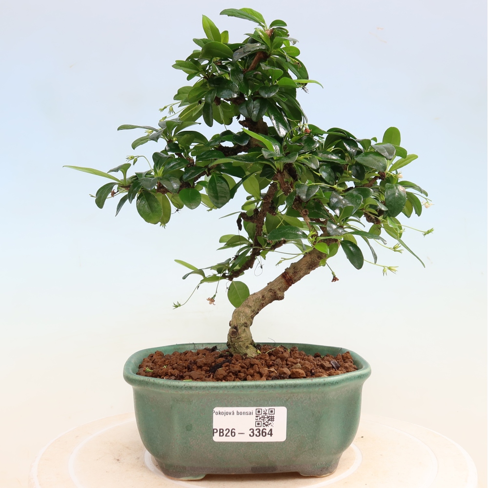 Szobai bonsai - Carmona macrophylla - Tea fuki