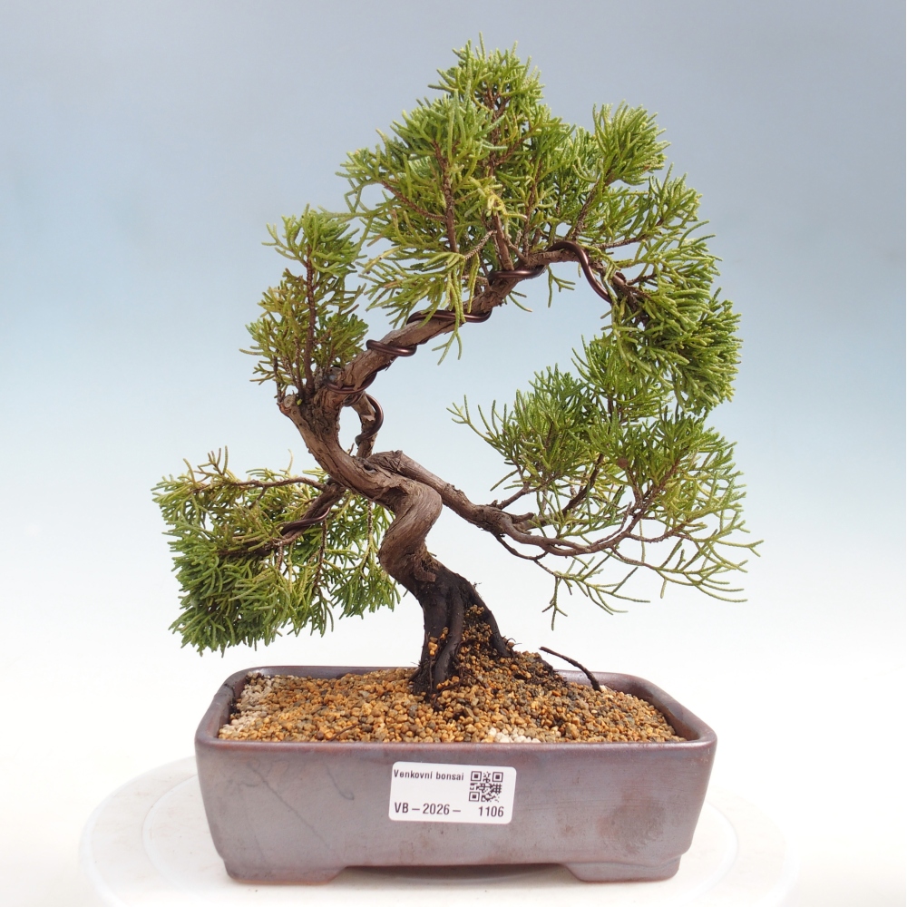 Kültéri bonsai - Juniperus chinensis Kishu