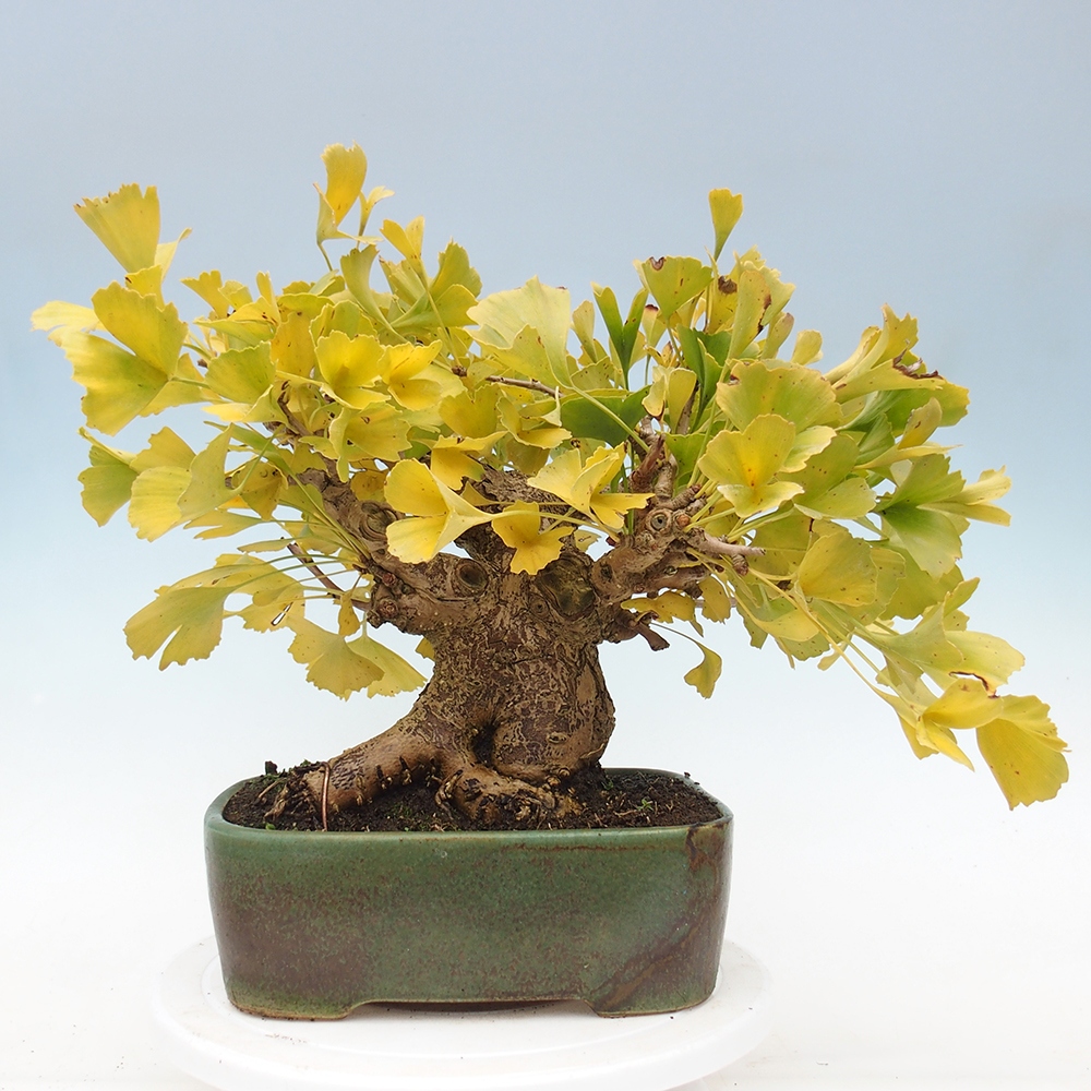 Kültéri bonsai - Ginkgo biloba - Ginkgo biloba
