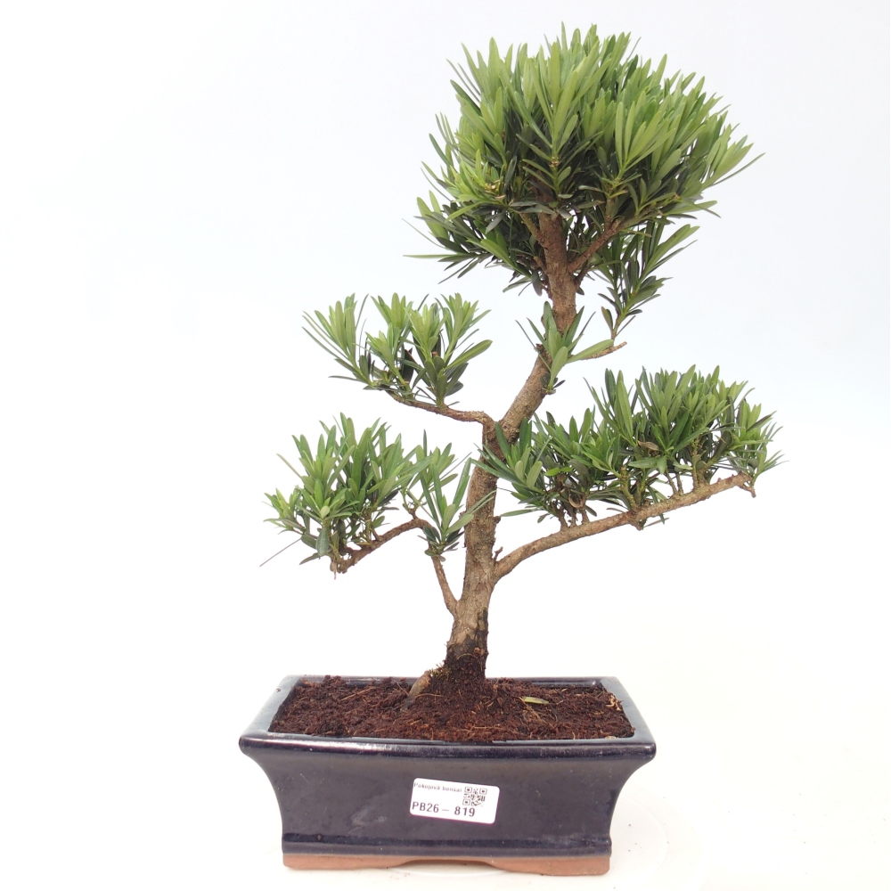 Szobai bonsai - Podocarpus - Kőtiszafa