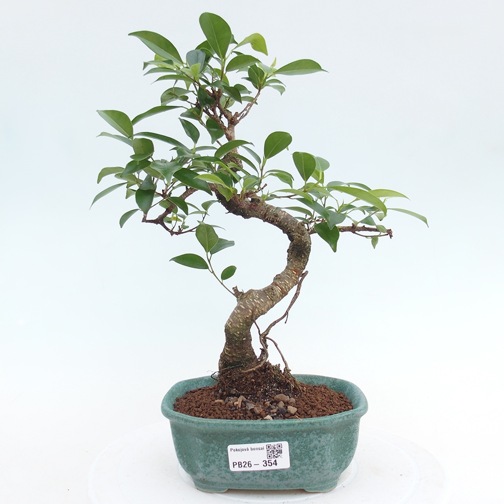Szobai bonsai - Ficus retusa - kislevelű fikusz